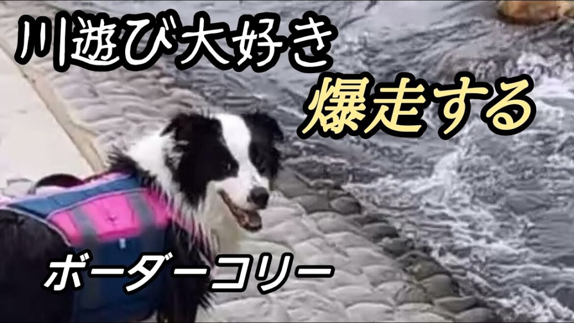 川遊びで爆走するボーダーコリー