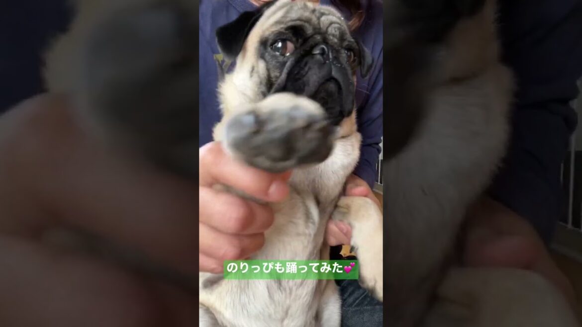 愛のしるし踊ってみた！_パグpugのり助187