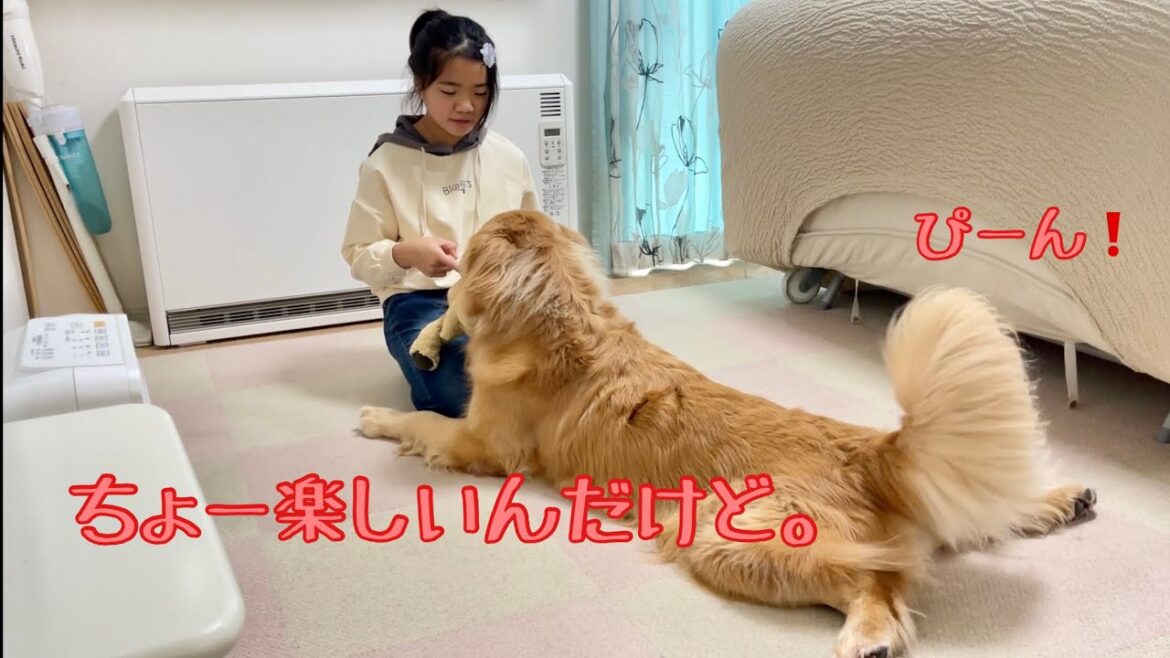 鼻の下だけじゃなく、全身を伸ばし切って姉との遊びを楽しむ大型犬クッキー【ゴールデンレトリバーとミニチュアダックスフンド】 鼻の下だけじゃなく、全身を伸ばし切って姉との遊びを楽しむ大型犬クッキー【ゴールデンレトリバーとミニチュアダックスフンド】