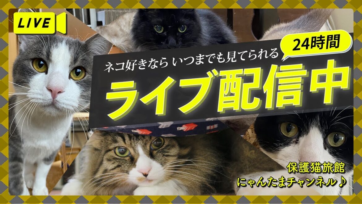 💖【看板猫日本一のおもち】💖2階猫のお部屋ライブ配信中💖 💖【看板猫日本一のおもち】💖2階猫のお部屋ライブ配信中💖