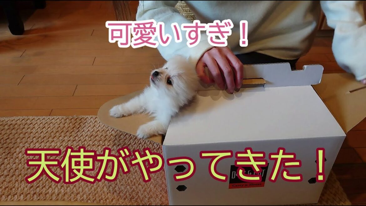 わが家に天使ちゃんがやって来た！新しい家族（ポメラニアン）