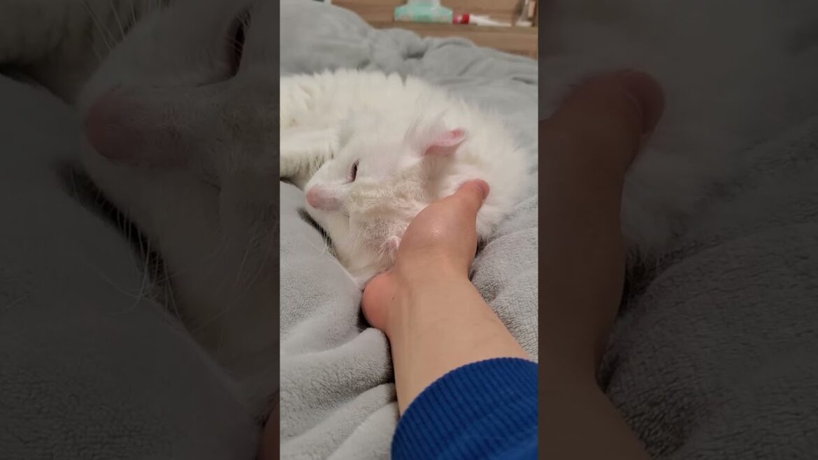 首を触るととろける猫 #shorts #アメリカンカール #猫動画