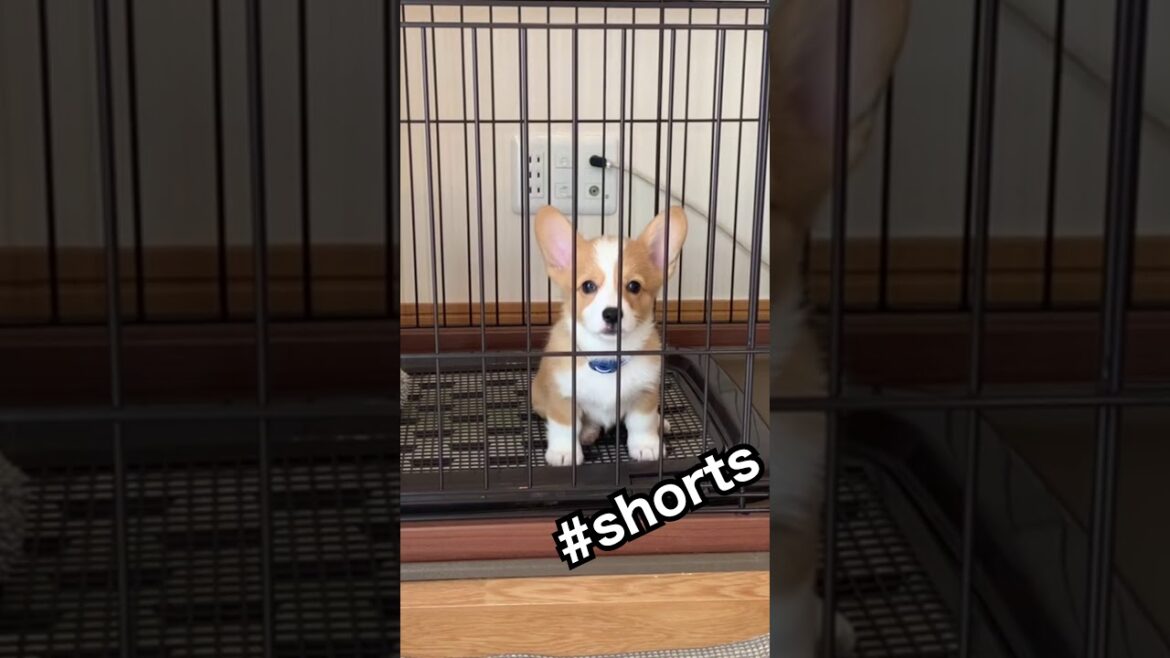 なき声がかわいすぎるコーギー　子犬　corgi   #shorts