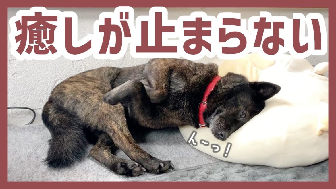 【甲斐犬】大きな枕を使いこなして穏やかにウトウト眠る犬が可愛過ぎる〜！