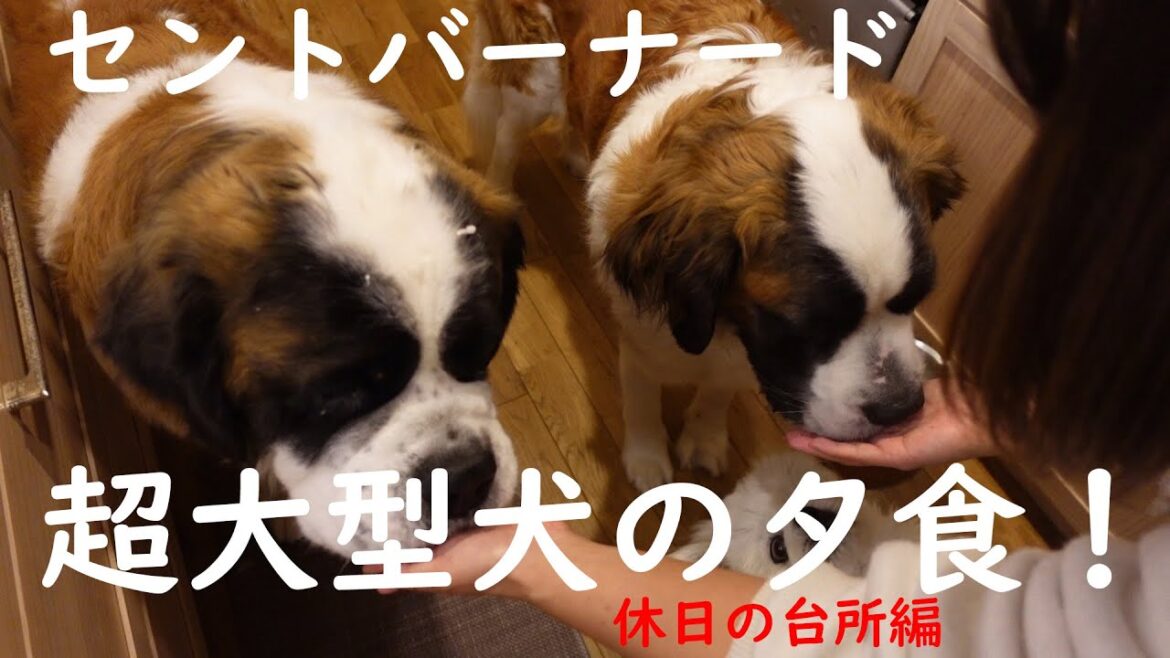 【超大型犬の夕食!】休日の台所編!平凡なセントバーナードの日記Super Large Dog Dinner! Holiday Kitchen Edition! 【超大型犬の夕食!】休日の台所編!平凡なセントバーナードの日記Super Large Dog Dinner! Holiday Kitchen Edition!