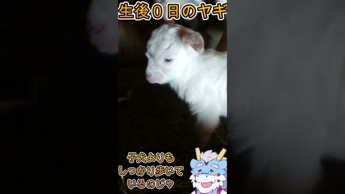 生後0日目のヤギ#shorts #グレートピレニーズ #ヤギの赤ちゃん 生後0日目のヤギ#shorts #グレートピレニーズ #ヤギの赤ちゃん