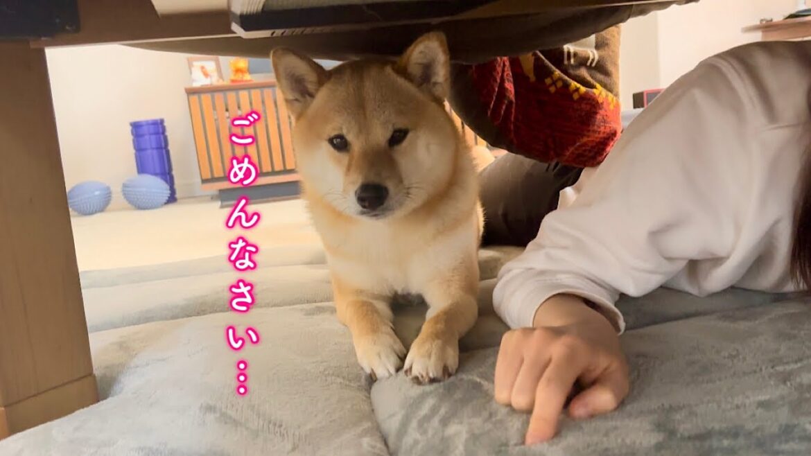 絨毯に穴を開けたのがパパに見つかってママに助けを求める柴犬がズル可愛い
