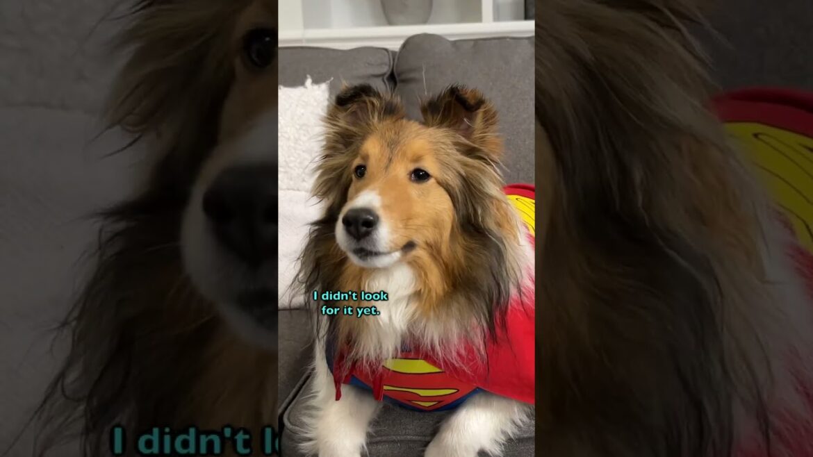 "Lost forever!!!" 🐶😥 a hilarious Biscuit Talky #shorts on Cricket "the sheltie" Chronicles e454