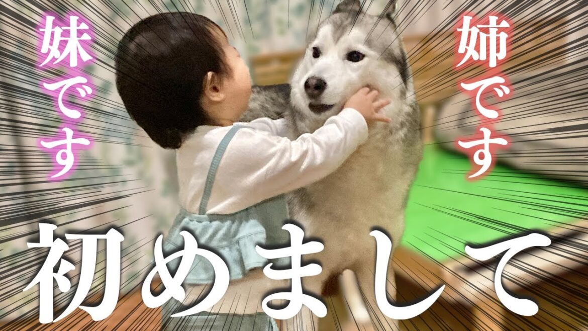 はじめての対面どうなる！？シベリアンハスキーと1歳児の暴れん坊コンビ
