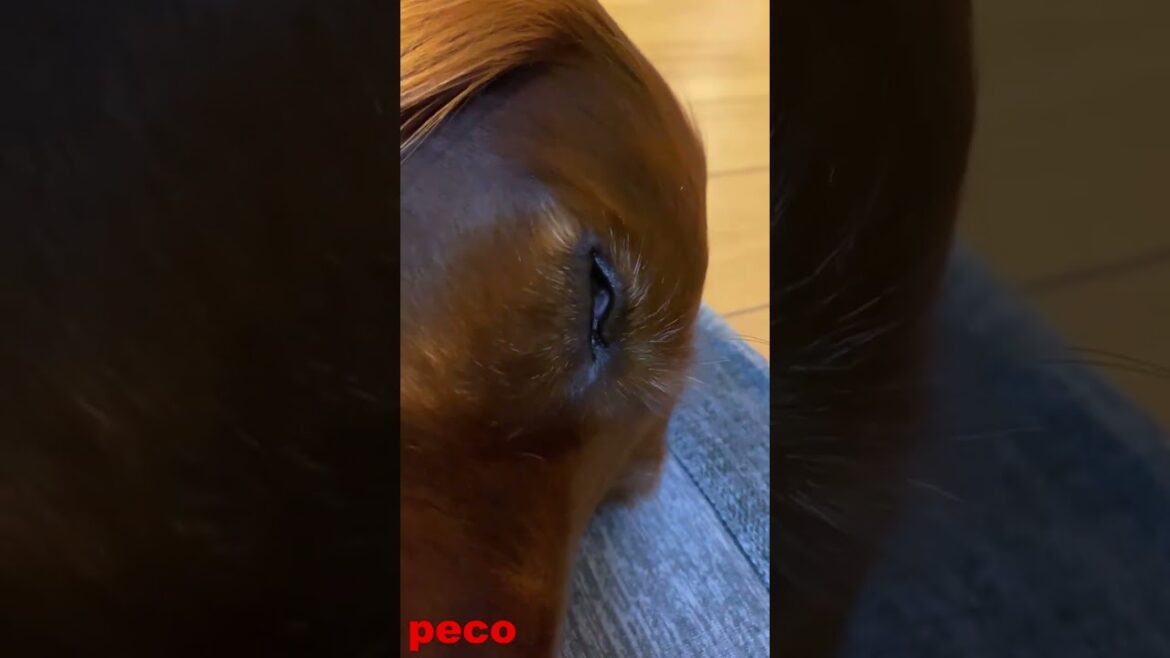 The End Of Sleep #shorts （peco  眠りの終わり）  アイリッシュセター（アイリッシュセッター） Irish Setor（Irish Setter）