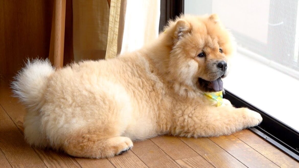 初めて雨の音を聞いたチャウチャウ犬の反応