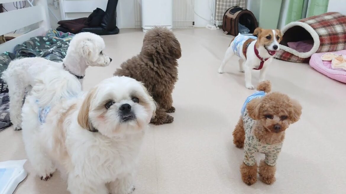 はじめてジャックラッセルテリアは様子見中　🐶ひみつきちなう！①🐶  2023年3月23日
