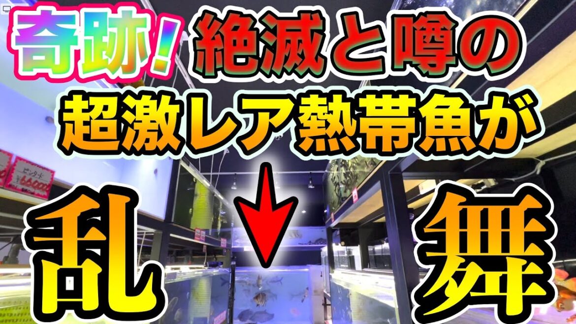 絶滅したと言われる超激レアの熱帯魚が乱舞する驚愕の熱帯魚屋！！ベイサイドアクア訪問取材で見た景色が凄い！『シャムタイガー』『本ダトニオ』　ベタ　ナマズ　カブトムシもいるよ
