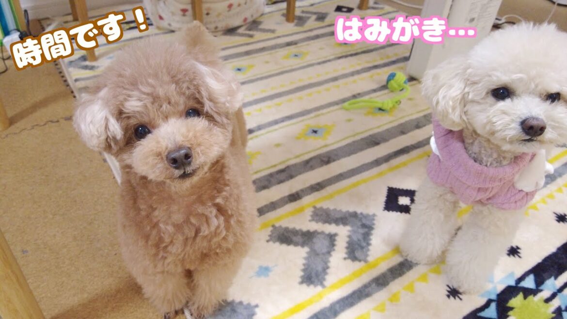 歯磨きの時間を愛犬自ら教えてくれ様子が可愛すぎた！