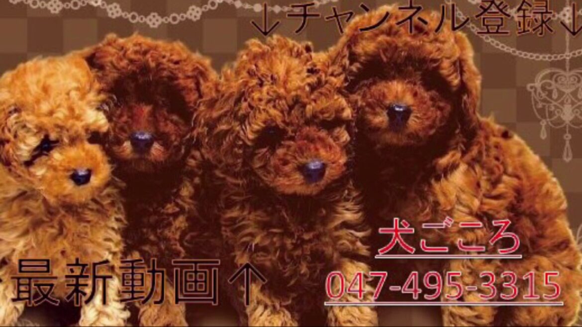 エジプシャンマウの女の子、ハーネス着けて猫じゃらしで遊びました！！