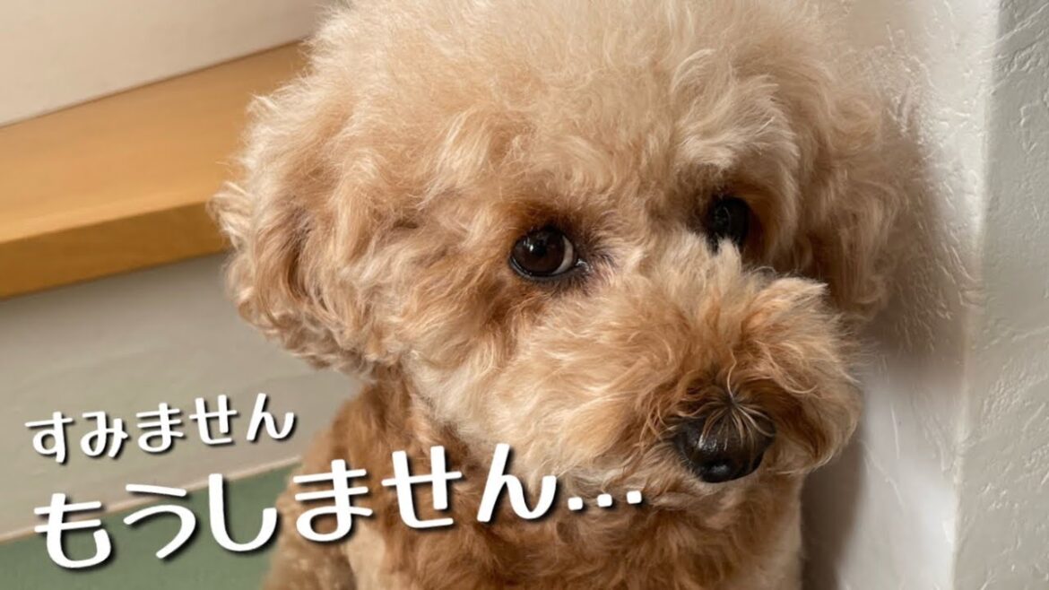 留守番させたら 綺麗に掃除した部屋を荒らされていました