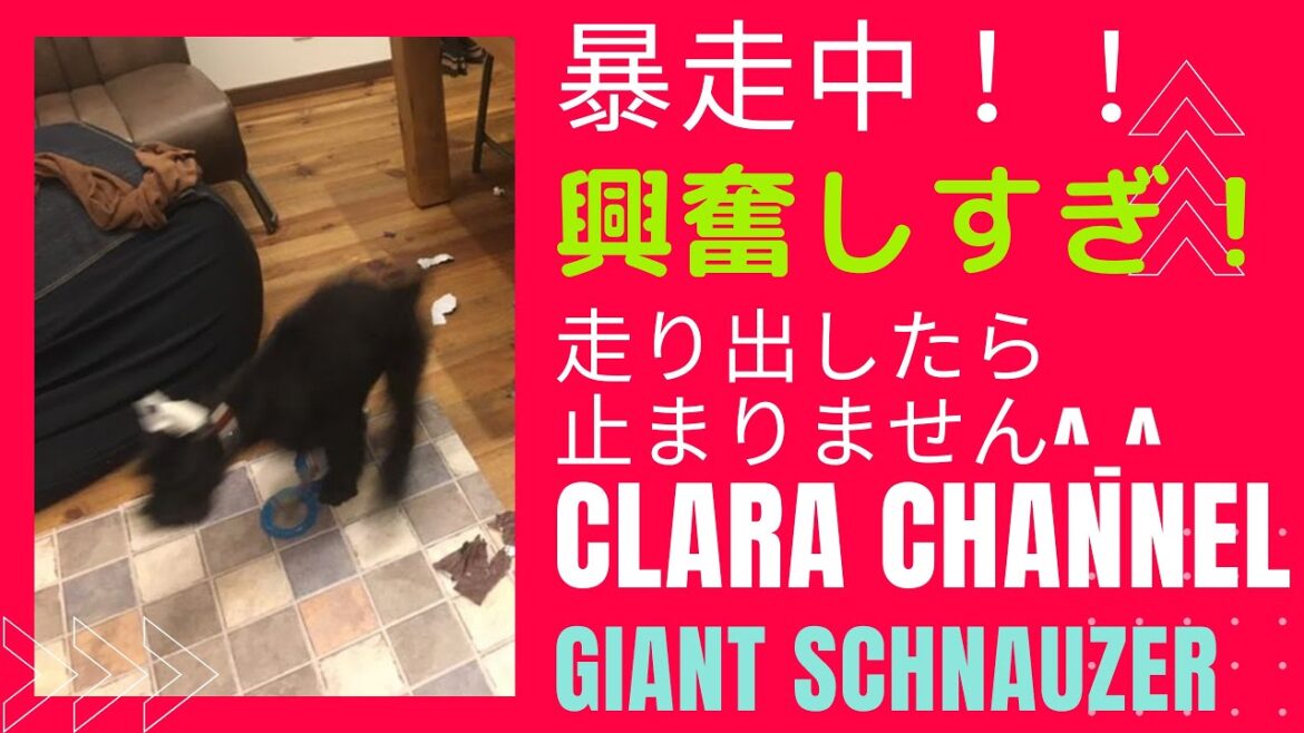 【大型犬子犬】ジャイアントシュナウザー暴走！走り出したら止まりません。(giant schnauzer )