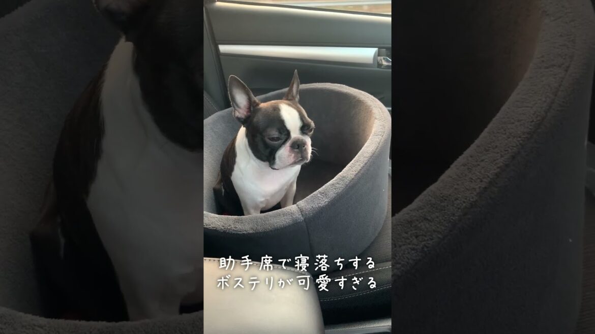 【寝落ちする犬】ボストンテリア Boston terrier #Shorts