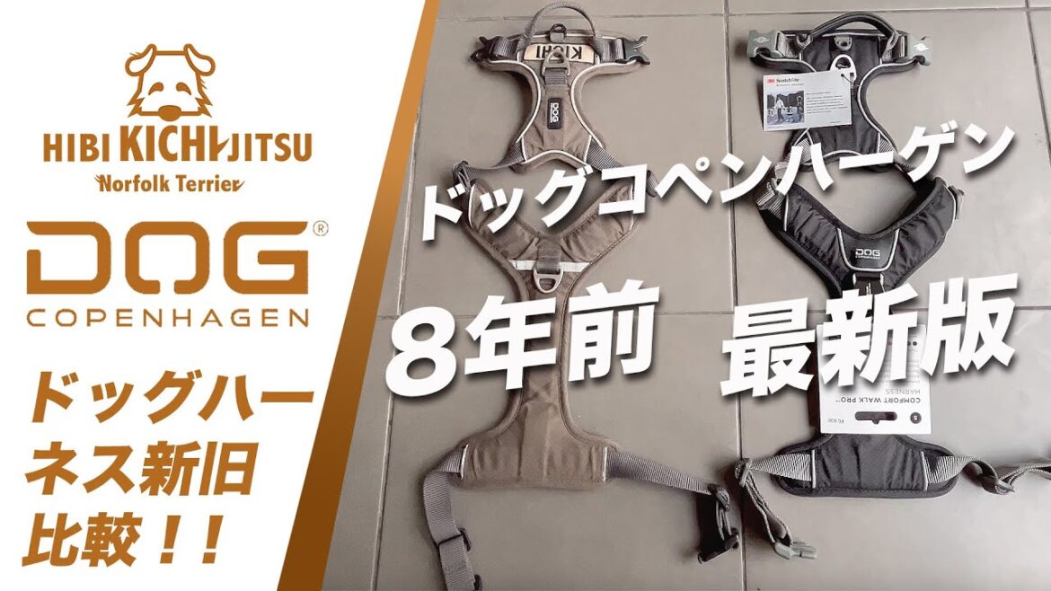 愛犬キチ  DOG COPENHAGEN HARNESS 買い替え【 dog ノーフォークテリア norfolkterrier ハーネス 】 愛犬キチ  DOG COPENHAGEN HARNESS 買い替え【 dog ノーフォークテリア norfolkterrier ハーネス 】