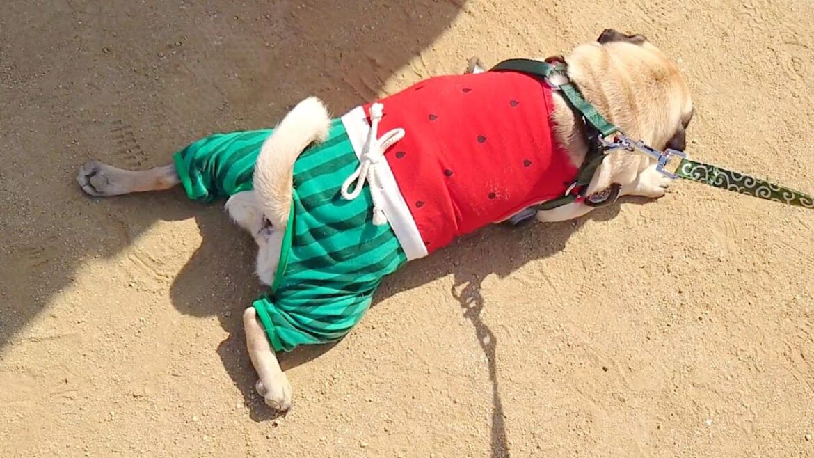 パグにいっぱい会えたけど暑すぎてスイカがとけました|わんにゃんマルシェ住之江公園|パグのぺろ吉pug犬| パグにいっぱい会えたけど暑すぎてスイカがとけました|わんにゃんマルシェ住之江公園|パグのぺろ吉pug犬|