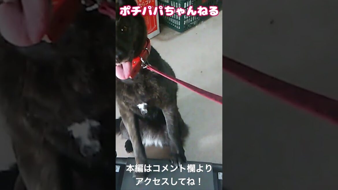 【ポチパパ】運動不足解消⁉️ 甲斐犬のトレッドミル　#Shorts