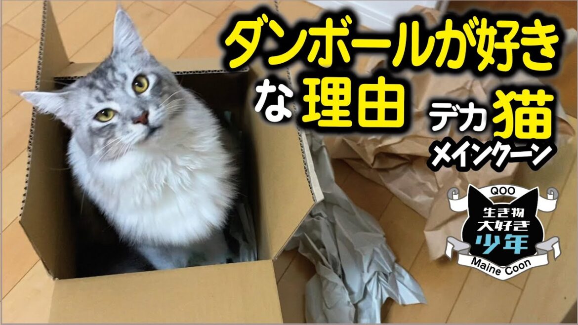 【メインクーン／大型猫】段ボールが好きな理由