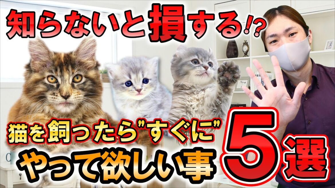 【知らないと損する!?】猫を飼ったら"すぐに"やってほしい事５選。しつけ方法やお世話のコツを猫専門ブリーダーがご紹介！