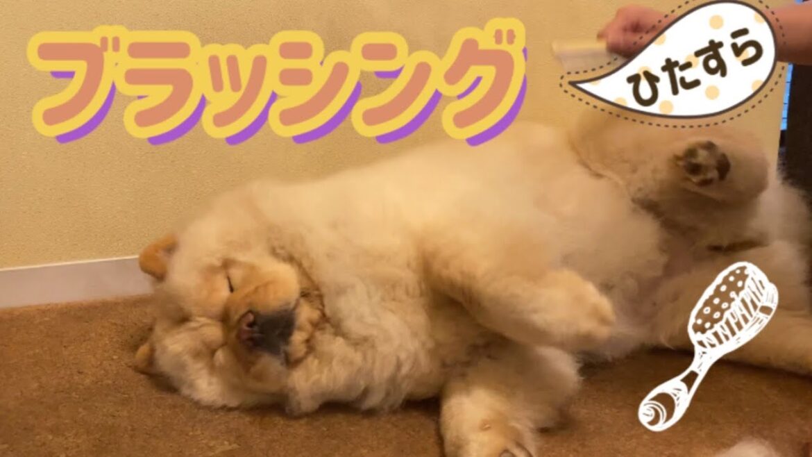 チャウチャウ犬をひたすらブラッシングしてみた。