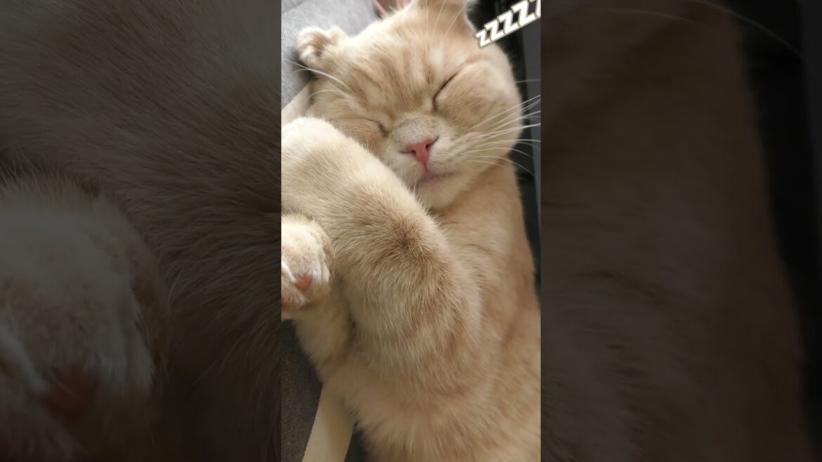 ギュッがかわいい子猫【スコティッシュフォールド】#shorts #かわいい #子猫