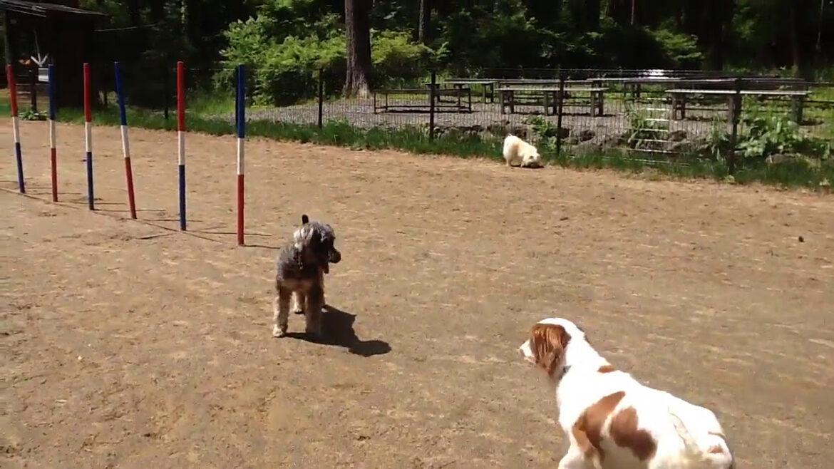 【癒し犬】ルーティー(ミニチュア・シュナウザー)VSメープル(キャバリア・キング・チャールズ・スパニエル)VSクレア(ポメラニアン)~ボール争奪戦~ 【癒し犬】ルーティー(ミニチュア・シュナウザー)VSメープル(キャバリア・キング・チャールズ・スパニエル)VSクレア(ポメラニアン)~ボール争奪戦~
