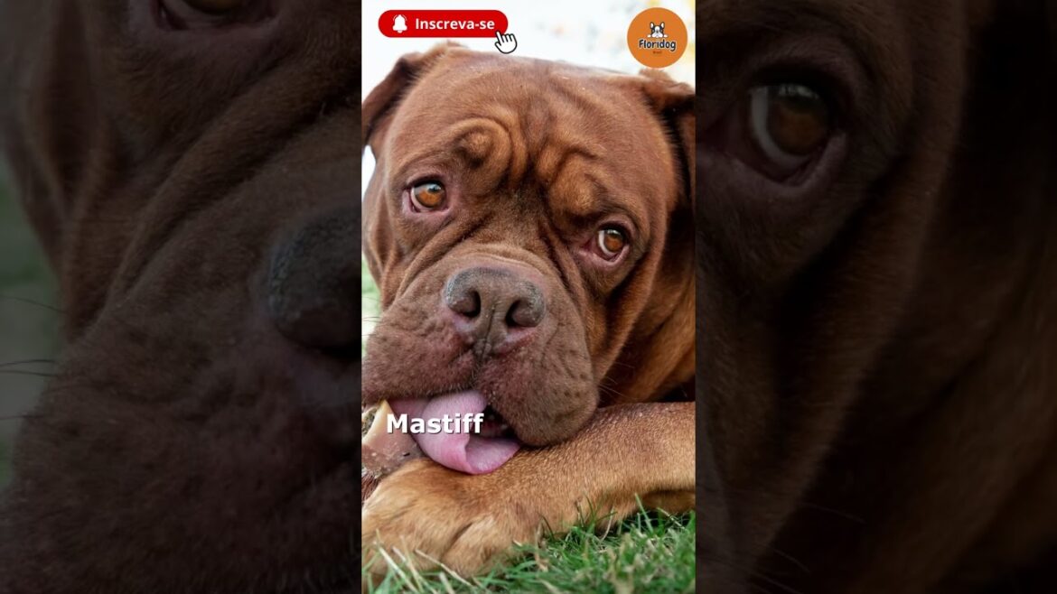 9 raças de cães mastiff mais poderosas! # shorts