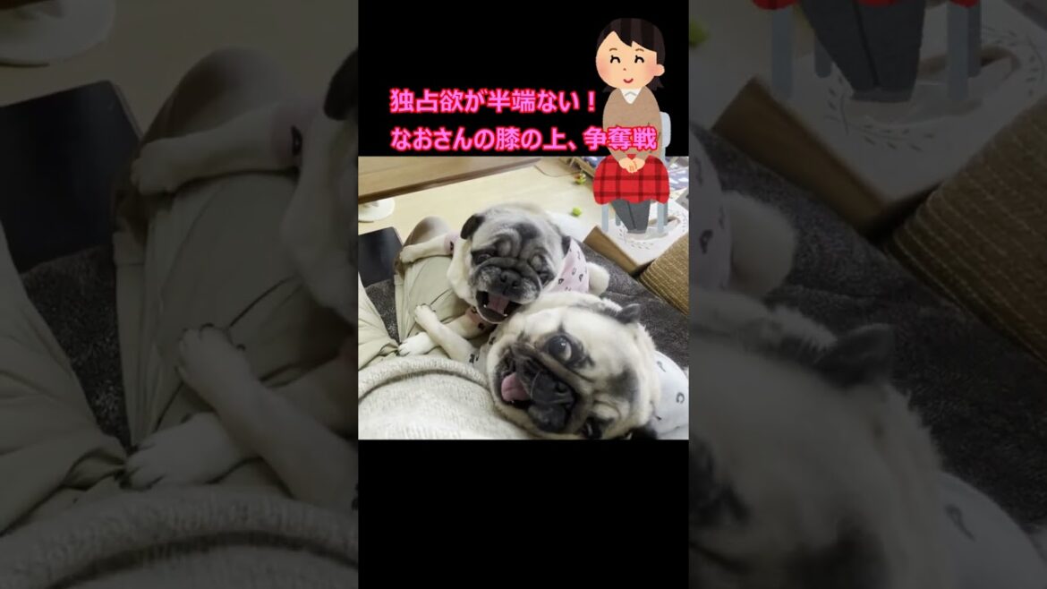 パグ犬姉妹の独占欲が半端ない『なおさんの膝の上 争奪戦』　#shorts