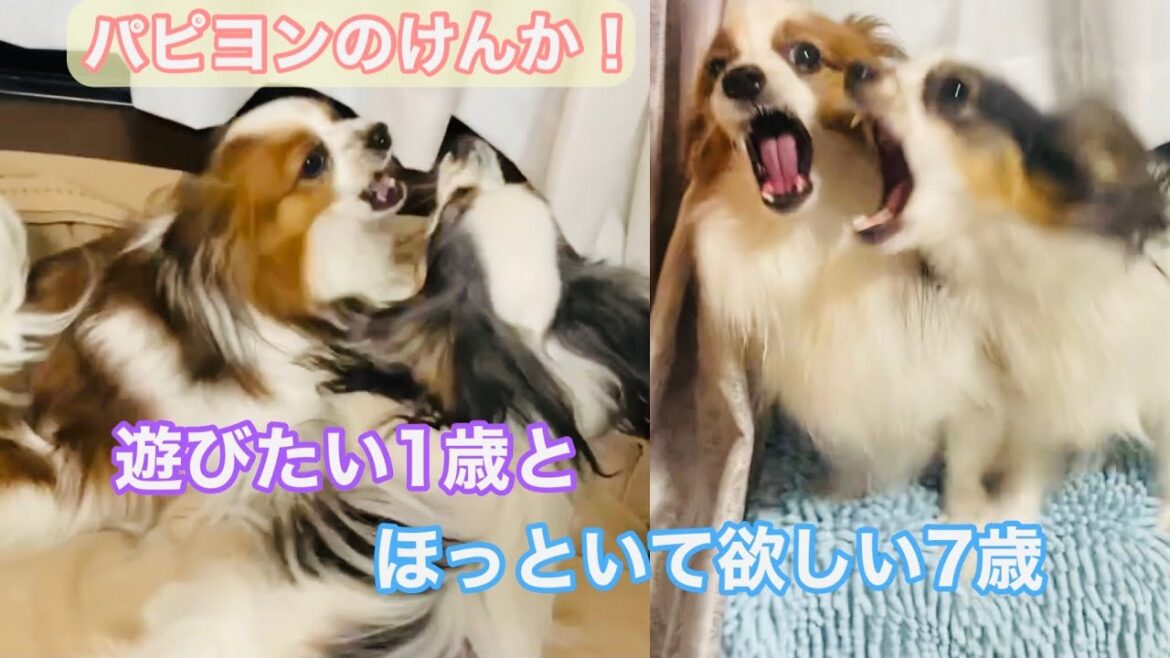 【パピヨンのけんか⁉】とにかく遊んで欲しいパピヨンｖｓぺろぺろされたくないパピヨン　＃Papillon  #犬