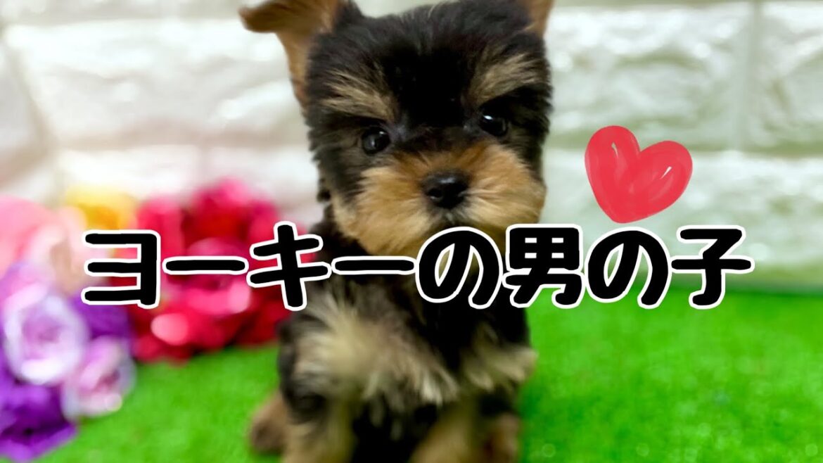 ヨークシャーテリアの子犬　（中之島）
