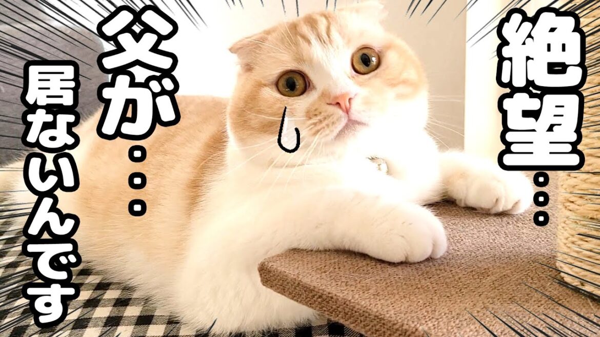 夜中に目を覚ますと最愛のハスキー犬が居なくて絶望する猫がこちら...
