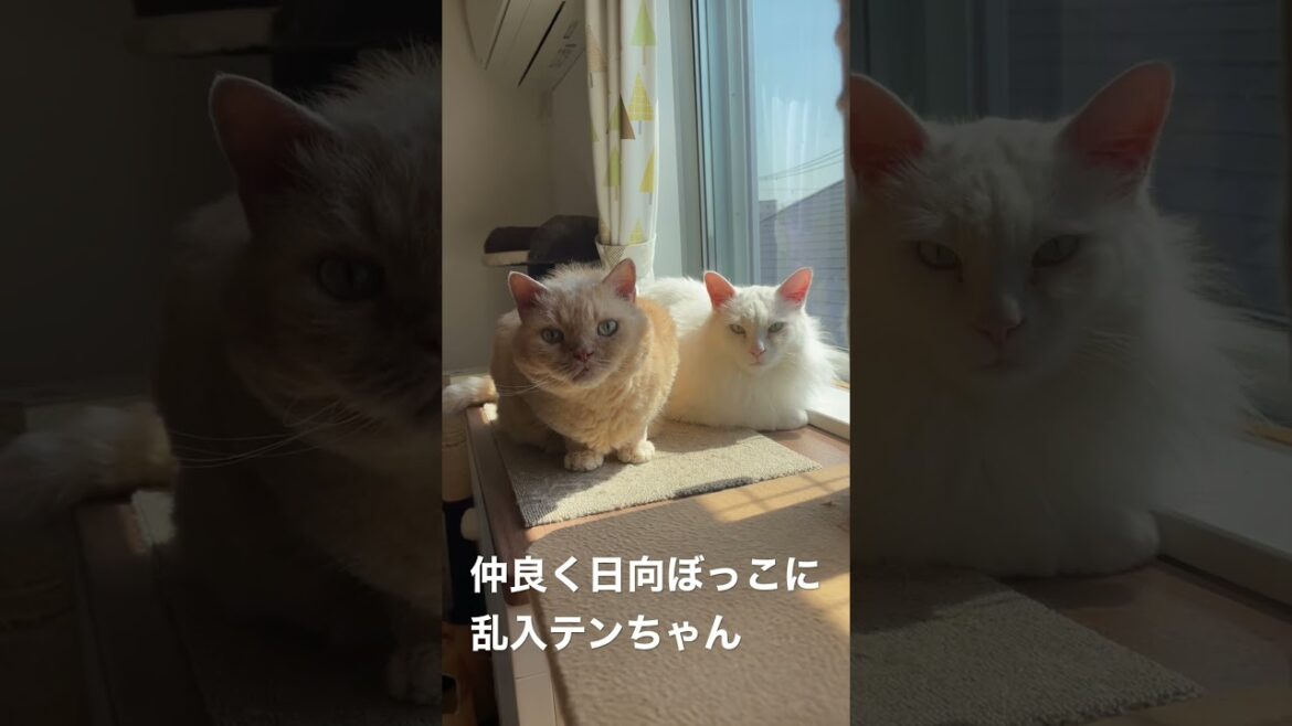 セルカークレックスのはっちゃん、ミックスのマロさん、ラグドールのテンちゃん