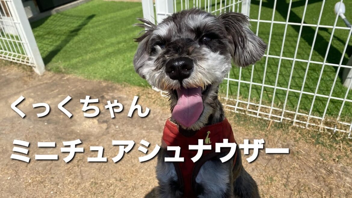 ミニチュアシュナウザー　くっくちゃん【Miniature Schnauzer 】