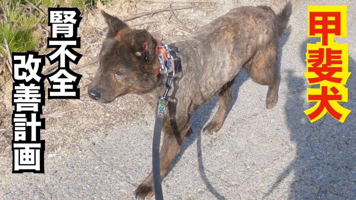 【腎不全からの脱出計画】甲斐犬タッチくんの散歩開始　犬のアレルギーは脂が原因？