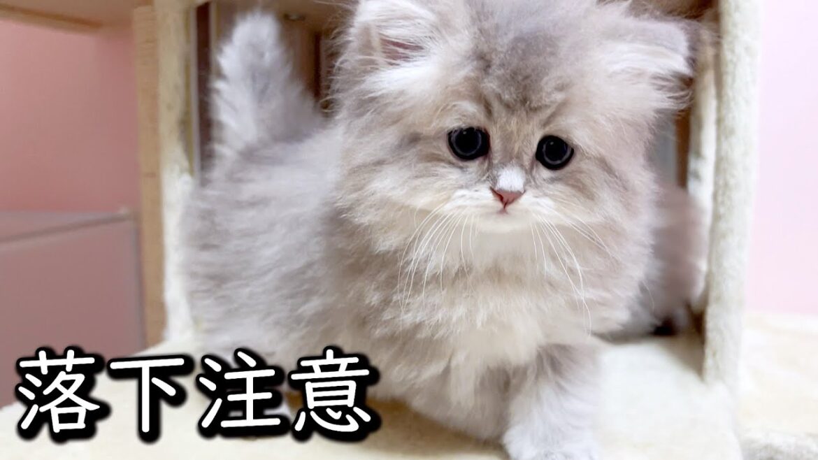 【ペルシャの子猫】猫らしくない落下の仕方で心配になった件 ∼猫のいる生活Vol.656 出産動画 マンチカン短足・ミヌエット・ペルシャ猫専門ブリーダー『ペット蔵人』【子猫の成長記録】 【ペルシャの子猫】猫らしくない落下の仕方で心配になった件 ∼猫のいる生活Vol.656 出産動画 マンチカン短足・ミヌエット・ペルシャ猫専門ブリーダー『ペット蔵人』【子猫の成長記録】