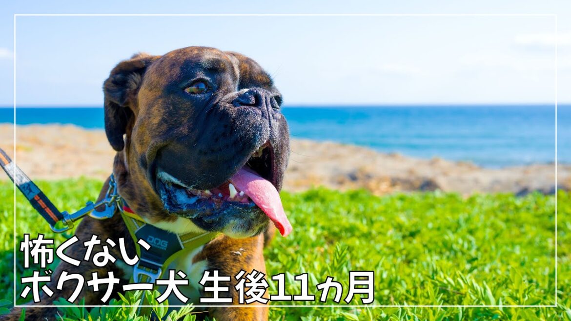 【行くなら今!】誰もいない海でボクサー犬子犬と素敵な散歩を楽しんできました【春の浜岡砂丘】