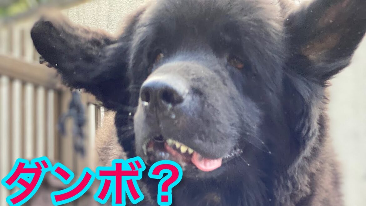 ニューファンドランドボス君❤️ グレートデンクィーンちゃん❤ 超大型犬 大型犬 渡辺ボス