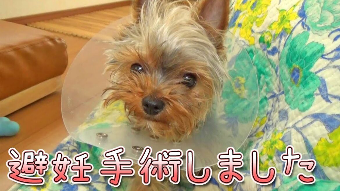 【ヨークシャテリア】元気に無事に帰って来てくれました【Yorkshire Terrier】