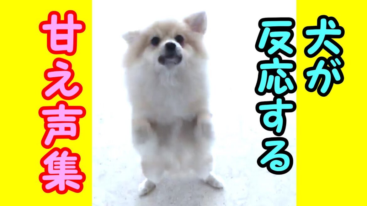 【犬が反応する音】【犬の鳴き声】ポメラニアンの甘え声にメロメロ【私は犬が好き I love Dogs】