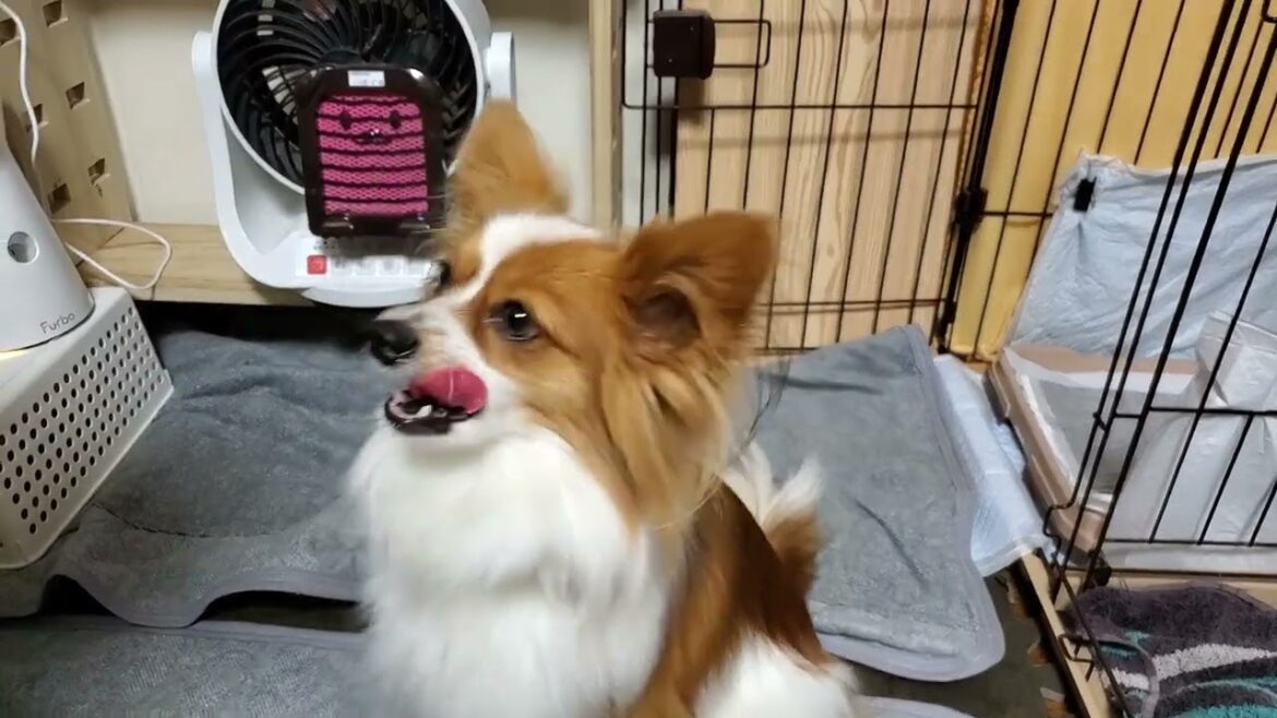朝食後のデザートを食すパピヨン🍎
