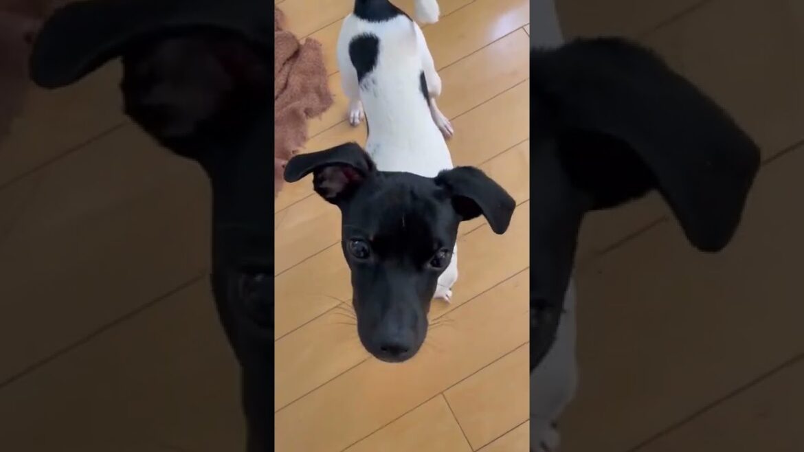 ★上からのアングルが最高に可愛い日本テリア✨★#shorts #dog #en_dog #japanesedog #japaneseterrier