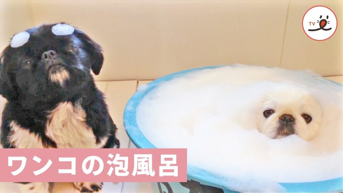 お風呂好きな白黒ペキニーズ兄弟【PECO TV】