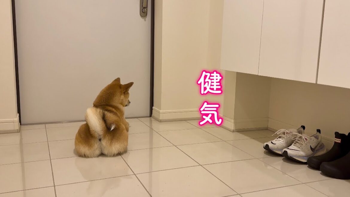 パパの帰りを誰よりも先に待つ健気な柴犬が可愛い