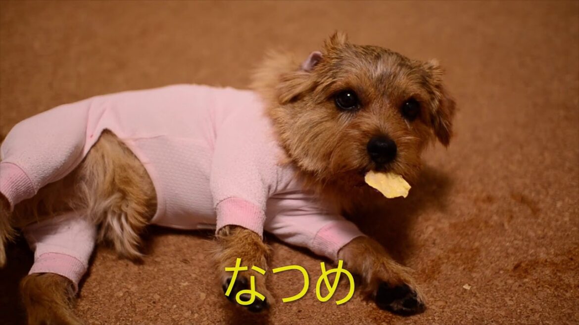 【ノーフォークテリア】ゴローンしてマテ