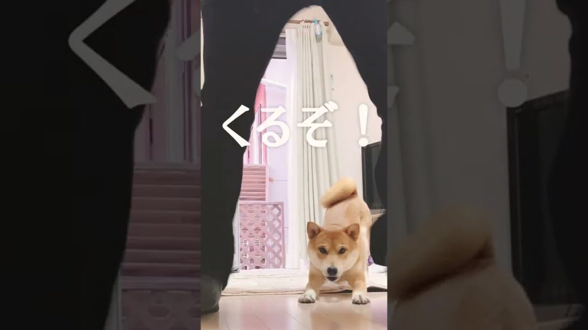 かわいい柴犬こむぎと主人のステップ(バイブレーションver) かわいい柴犬こむぎと主人のステップ(バイブレーションver)