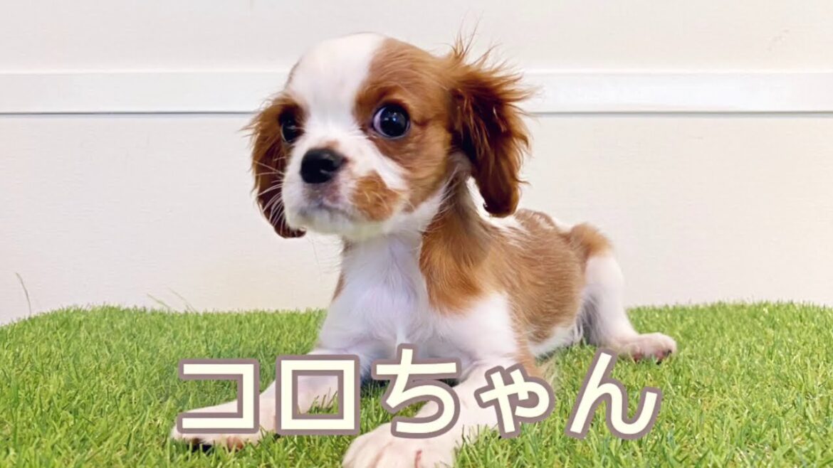 2021年02月17日 キャバリア・キング・チャールズ・スパニエルちゃん 女の子【獣医師賛同型】里親募集サイトanifare(アニフェア)